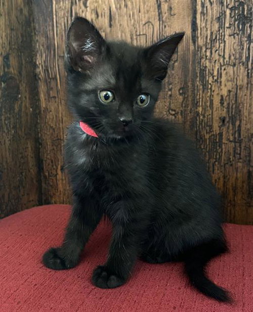 *JEWEL, Baby Domestic Short Hair (medium coat), cat for adoption in San Buenaventura (Ventura), California
