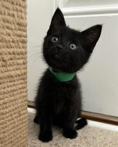 *SILVESTER, Baby Domestic Short Hair (medium coat), cat for adoption in San Buenaventura (Ventura), California