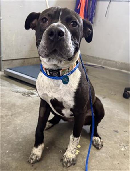 *MASATO, an adoptable Pit Bull Terrier in Camarillo, CA