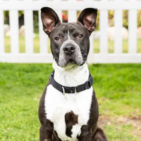 Masato - Pit Bull Terrier