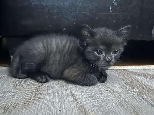 *JESS, Baby Domestic Short Hair (medium coat), cat for adoption in San Buenaventura (Ventura), California