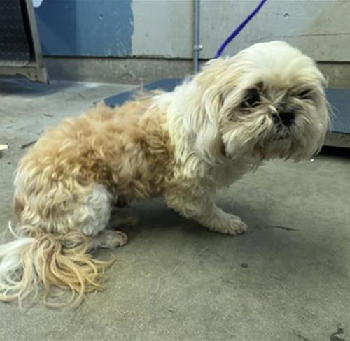 MURPHY, an adoptable Shih Tzu in Camarillo, CA