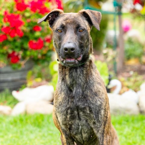 COCO, an adoptable Belgian Shepherd Malinois in Camarillo, CA