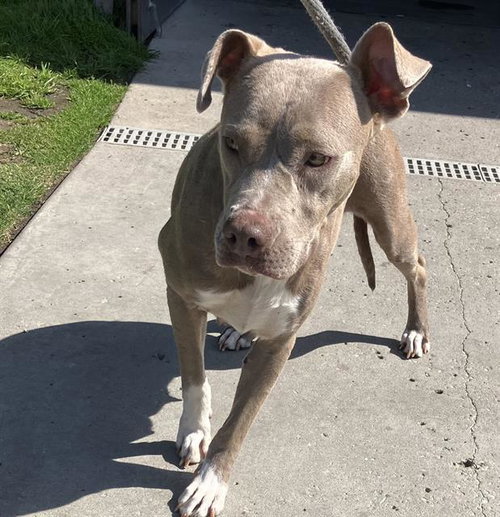 SABLE, an adoptable Pit Bull Terrier in Camarillo, CA