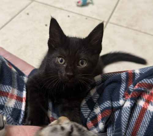 *MINNIE, an adoptable Domestic Short Hair in Camarillo, CA