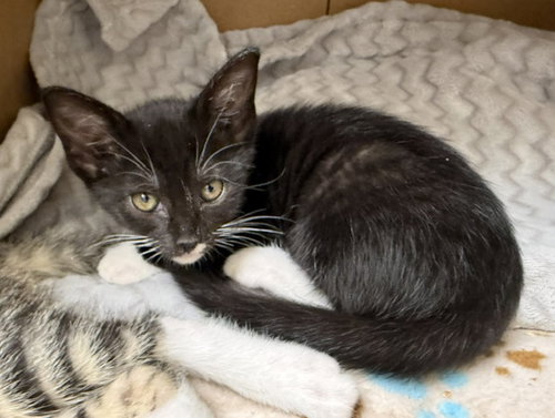 *BOOTS, an adoptable Domestic Short Hair in Camarillo, CA