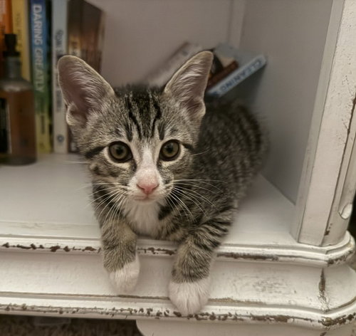 *OLIVER, an adoptable Domestic Short Hair in Camarillo, CA