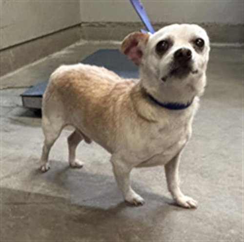 *SQUASH, an adoptable Chihuahua in Camarillo, CA