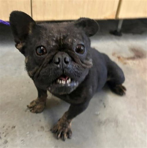 *FRITO LAY, an adoptable French Bulldog in Camarillo, CA