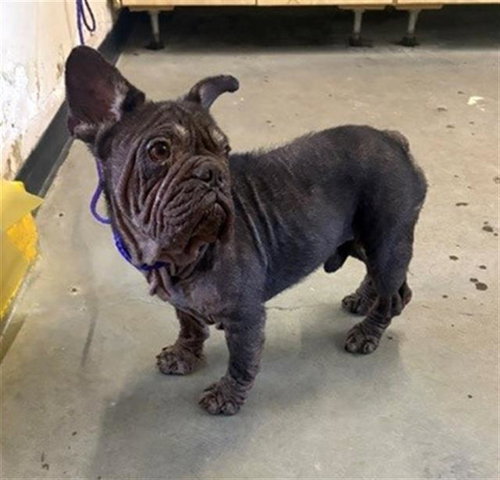 *TOSTITOS, an adoptable French Bulldog in Camarillo, CA