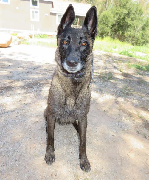 KALI, an adoptable Belgian Shepherd Malinois in Camarillo, CA