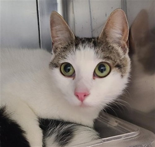 *PEONY, an adoptable Domestic Short Hair in Camarillo, CA