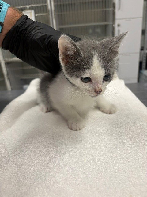*BUDDY, Baby Domestic Short Hair (medium coat), cat for adoption in San Buenaventura (Ventura), California