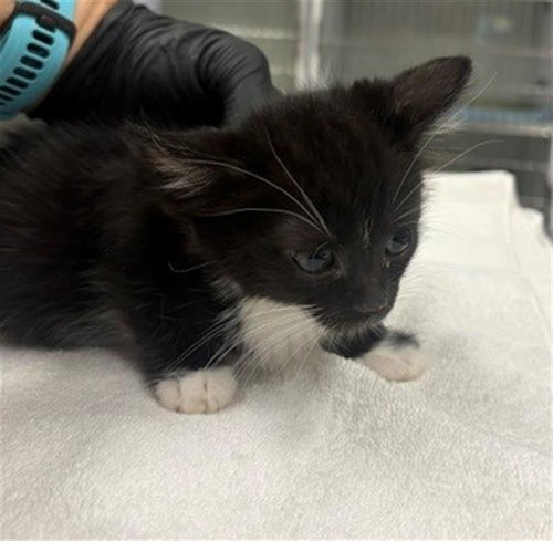 *BEN, an adoptable Domestic Short Hair in Camarillo, CA