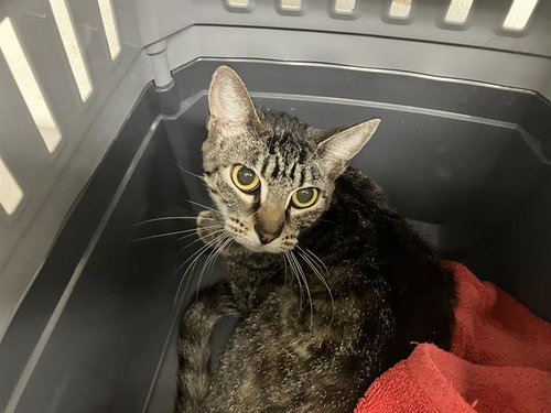 A881563, Adult Domestic Short Hair (medium coat), cat for adoption in San Buenaventura (Ventura), California