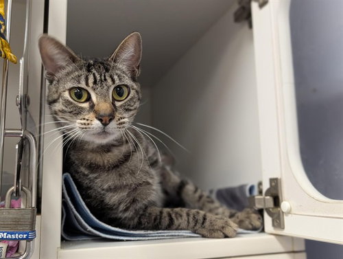 A881563, Adult Domestic Short Hair (medium coat), cat for adoption in San Buenaventura (Ventura), California