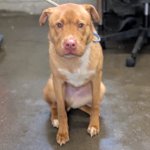 FIRO, an adoptable Chinese Shar-Pei in Camarillo, CA
