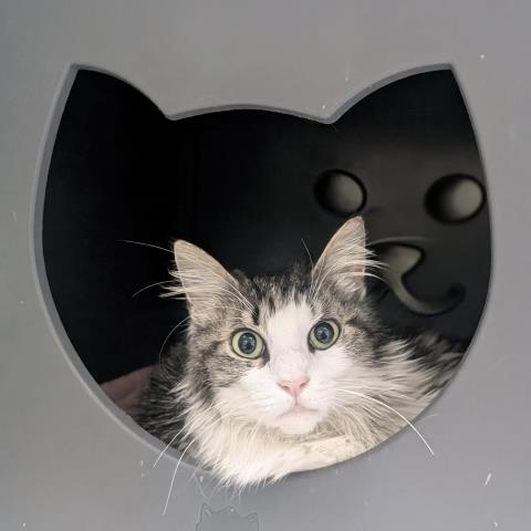 *CORDELIA, Adult Domestic Medium Hair (medium coat), cat for adoption in San Buenaventura (Ventura), California