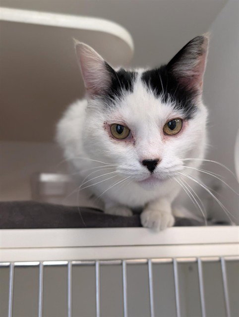 DOT, Senior Domestic Short Hair (medium coat), cat for adoption in San Buenaventura (Ventura), California