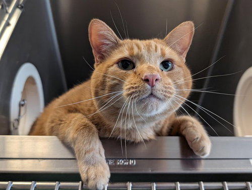 MILO, Senior Domestic Short Hair (medium coat), cat for adoption in San Buenaventura (Ventura), California