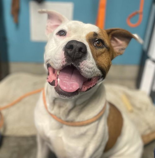 *TYSON, an adoptable Pit Bull Terrier in Camarillo, CA