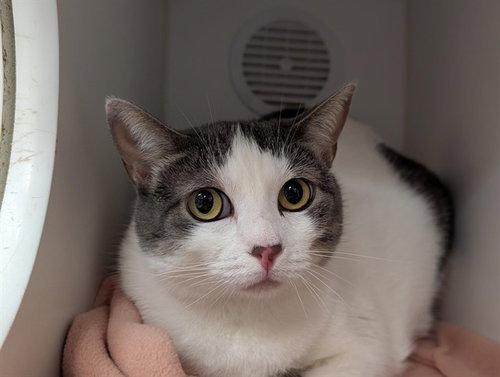 EMMA, Adult Domestic Short Hair (medium coat), cat for adoption in San Buenaventura (Ventura), California