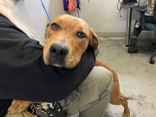 *MAX, an adoptable Rhodesian Ridgeback in Camarillo, CA