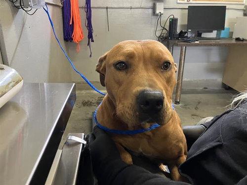 *REMI, an adoptable Rhodesian Ridgeback in Camarillo, CA