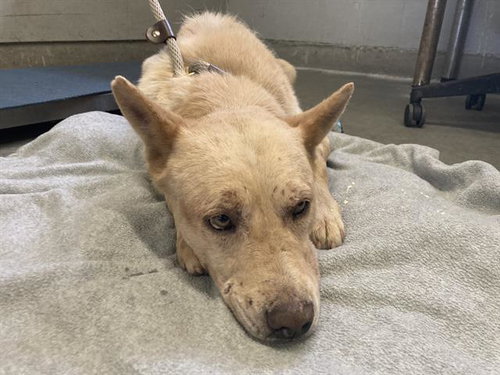 *ZEKE, an adoptable German Shepherd Dog in Camarillo, CA
