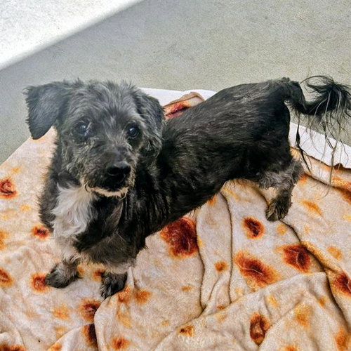 MJ, an adoptable Maltese in Camarillo, CA