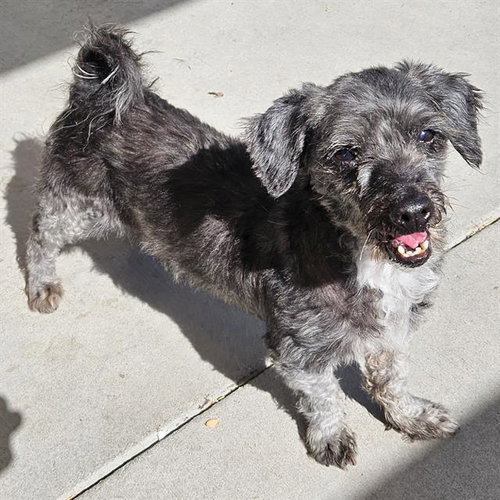 MJ — rescue dog of the day
