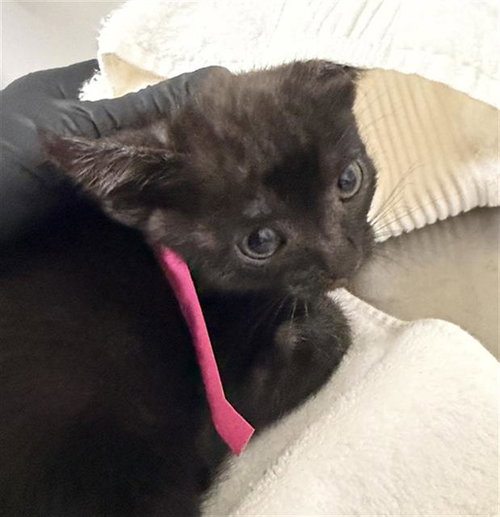 A880991, Baby Domestic Medium Hair (medium coat), cat for adoption in San Buenaventura (Ventura), California