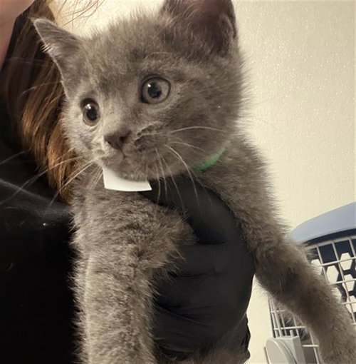 A880992, an adoptable Domestic Short Hair in Camarillo, CA