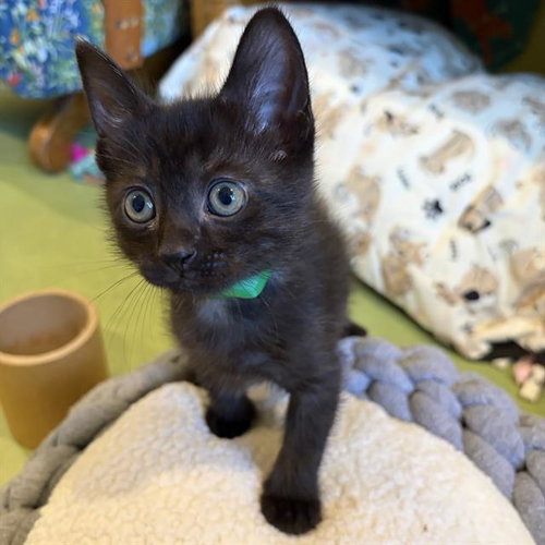 *BENNY, an adoptable Domestic Short Hair in Camarillo, CA