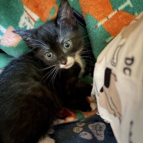 *BONNIE, an adoptable Domestic Short Hair in Camarillo, CA
