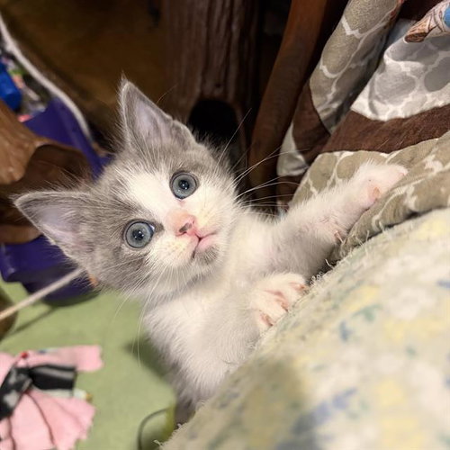 *TOMMY, an adoptable Domestic Short Hair in Camarillo, CA