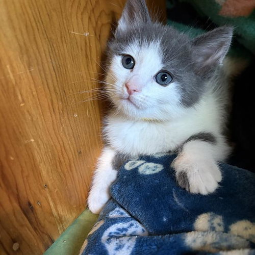 *TIMMY, Baby Domestic Short Hair (medium coat), cat for adoption in San Buenaventura (Ventura), California