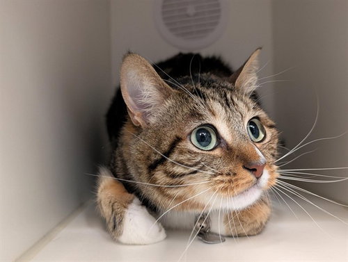 KIKI, an adoptable Domestic Short Hair in Camarillo, CA