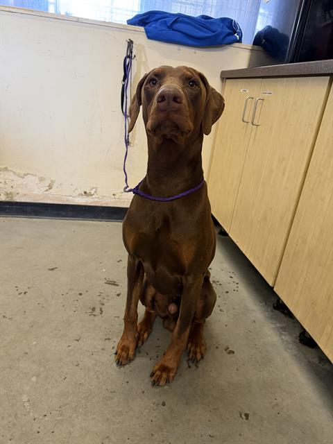 *THOR, an adoptable Doberman Pinscher in Camarillo, CA