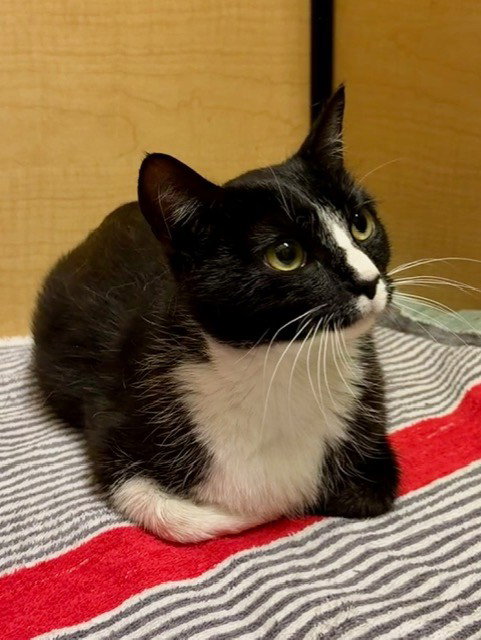 *PIETRA, Adult Domestic Short Hair (medium coat), cat for adoption in San Buenaventura (Ventura), California
