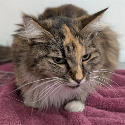 LOUSCIOUS, Senior Domestic Long Hair (medium coat), cat for adoption in San Buenaventura (Ventura), California