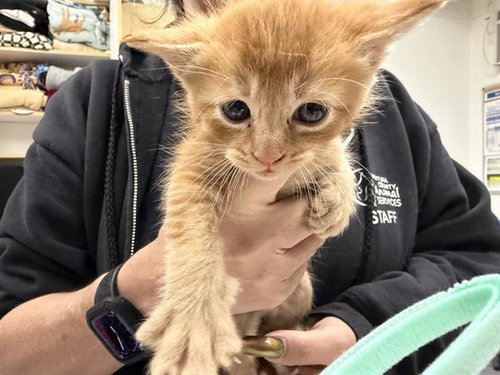A881074, Baby Domestic Short Hair (medium coat), cat for adoption in San Buenaventura (Ventura), California
