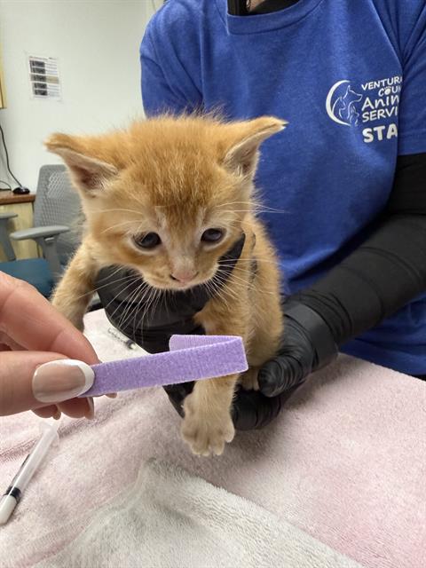 A881076, Baby Domestic Short Hair (medium coat), cat for adoption in San Buenaventura (Ventura), California