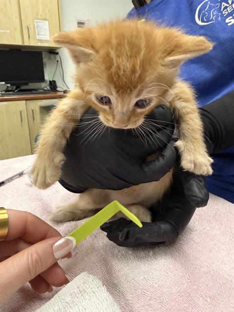 A881077, Baby Domestic Short Hair (medium coat), cat for adoption in San Buenaventura (Ventura), California