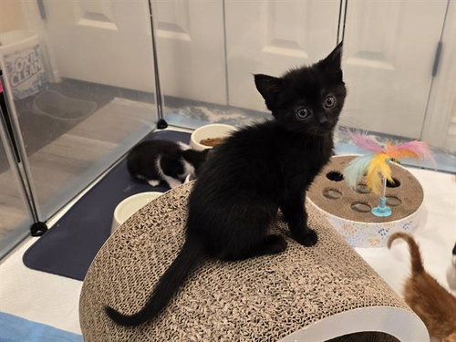*LILITH, Baby Domestic Short Hair (medium coat), cat for adoption in San Buenaventura (Ventura), California