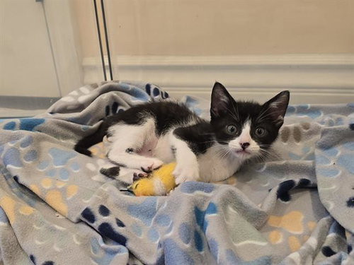 *FRECKLES, Baby Domestic Short Hair (medium coat), cat for adoption in San Buenaventura (Ventura), California