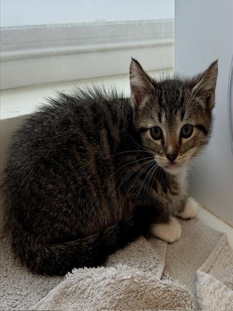 *SHERLOCK, Baby Domestic Short Hair (medium coat), cat for adoption in San Buenaventura (Ventura), California