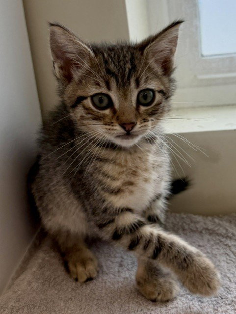 *WATSON, Baby Domestic Short Hair (medium coat), cat for adoption in San Buenaventura (Ventura), California