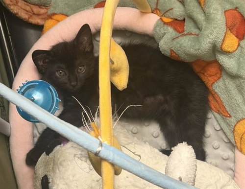 *ISLA, Baby Domestic Short Hair (medium coat), cat for adoption in San Buenaventura (Ventura), California