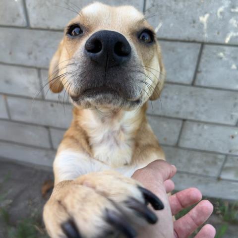 picture of the dog needing adoption